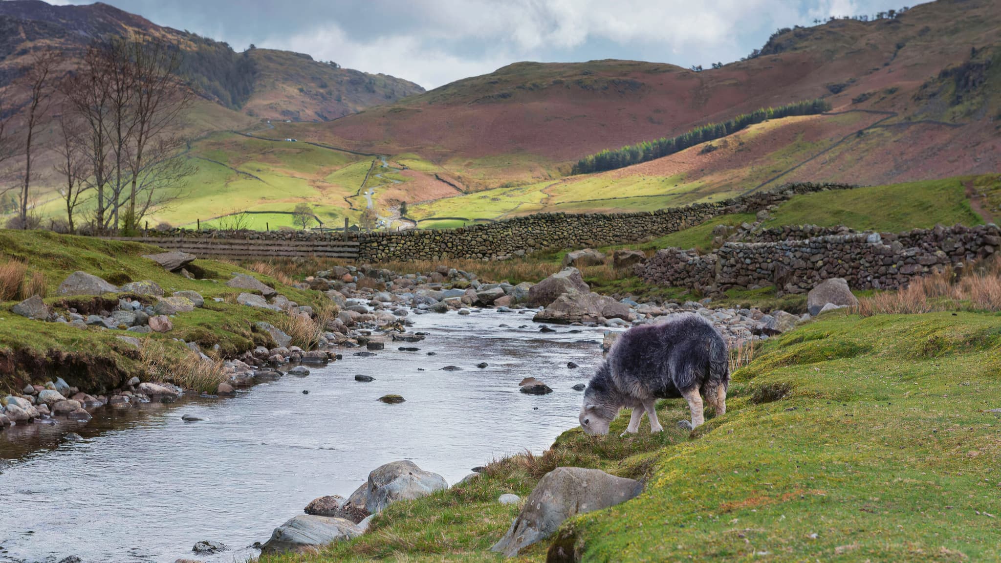 A Herdwick sheep taking a drink from a river in the Lake District