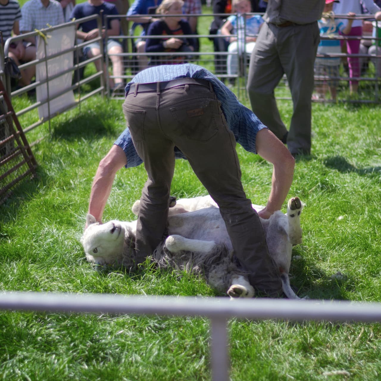 A Herdwick sheep being prepared for shearing at a county fair in cumbria