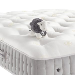 Sleep With The World's Cutest Sheep