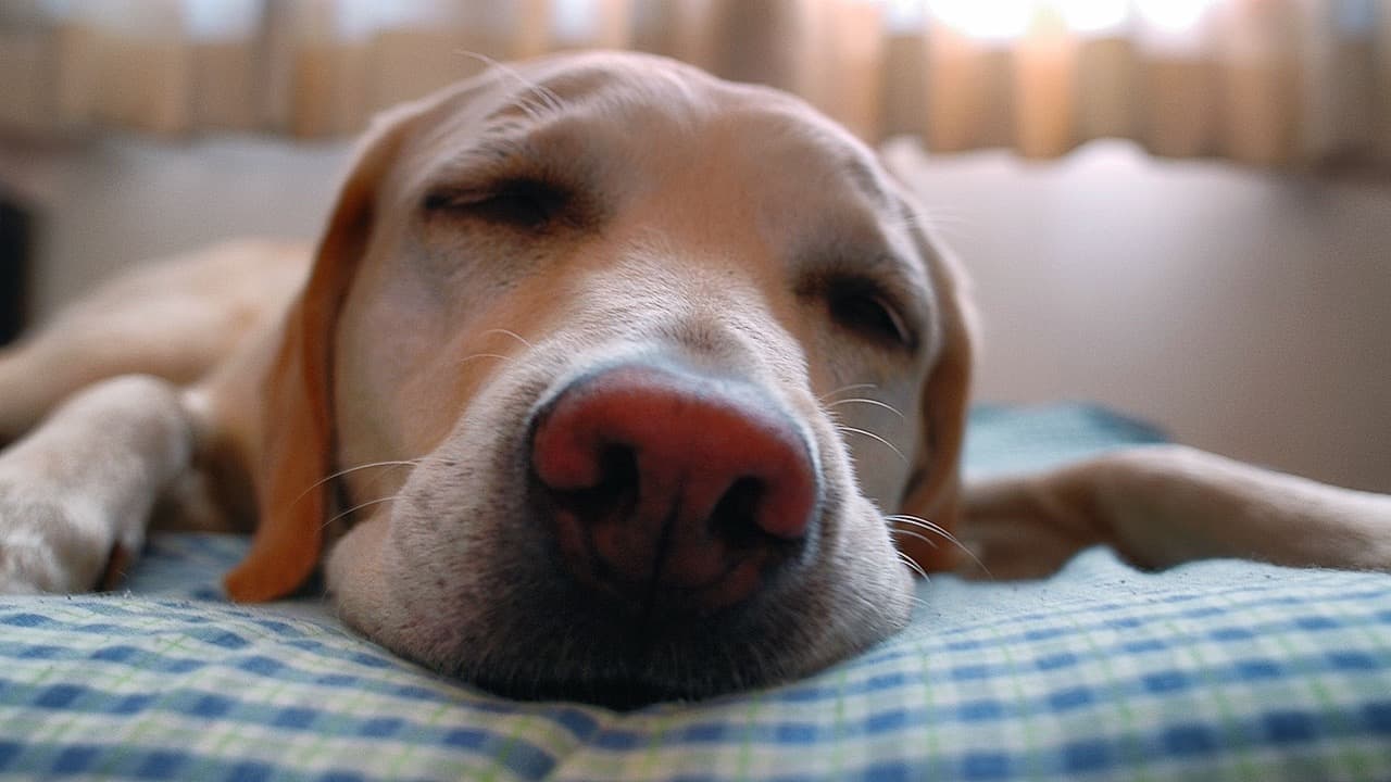 a yellow Labrador fast asleep on a bed
