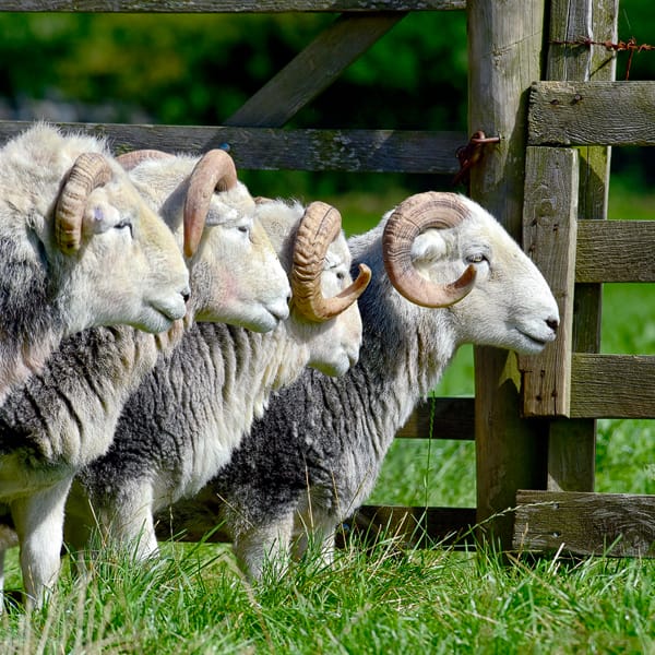 Herdwick Tup Sheep in the Lake District