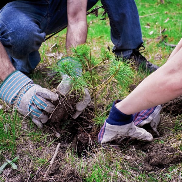 planting a tree