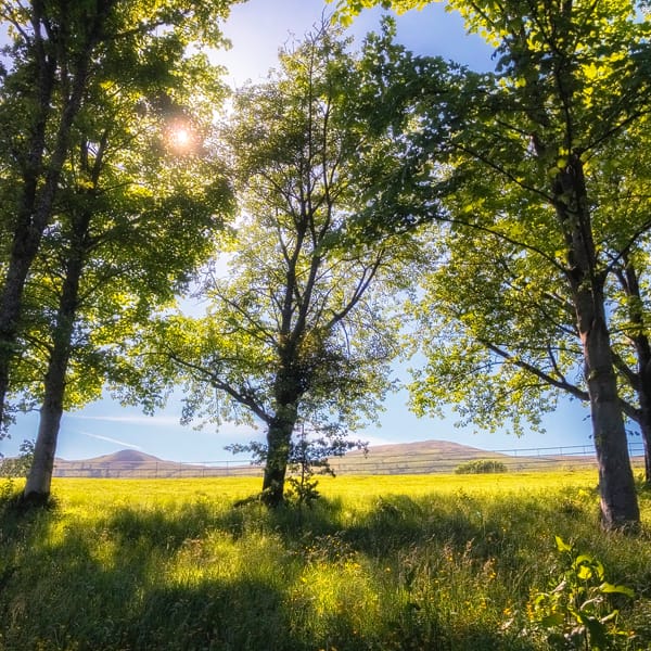 scenic view of some trees in summer