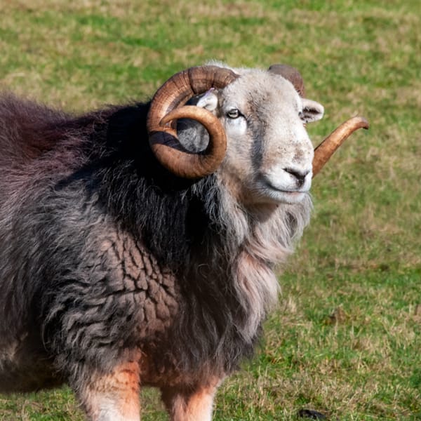 Male Herdwick Sheep with large horns in the Lake District