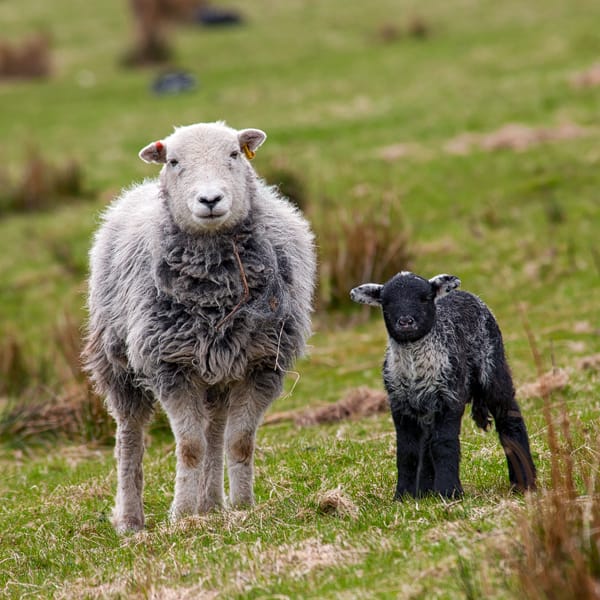 Herdwick ewe sheep with her young lamb in the Lake District