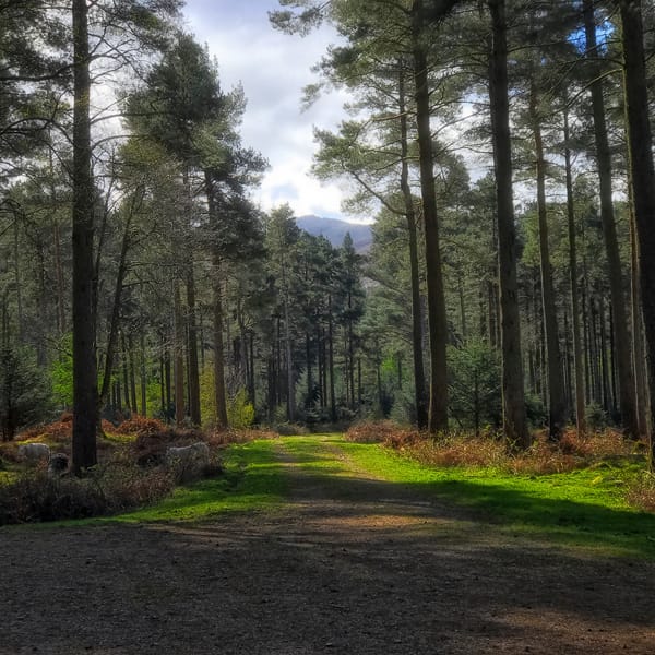 tall trees in Ennerdale Forest, Lake District National Park