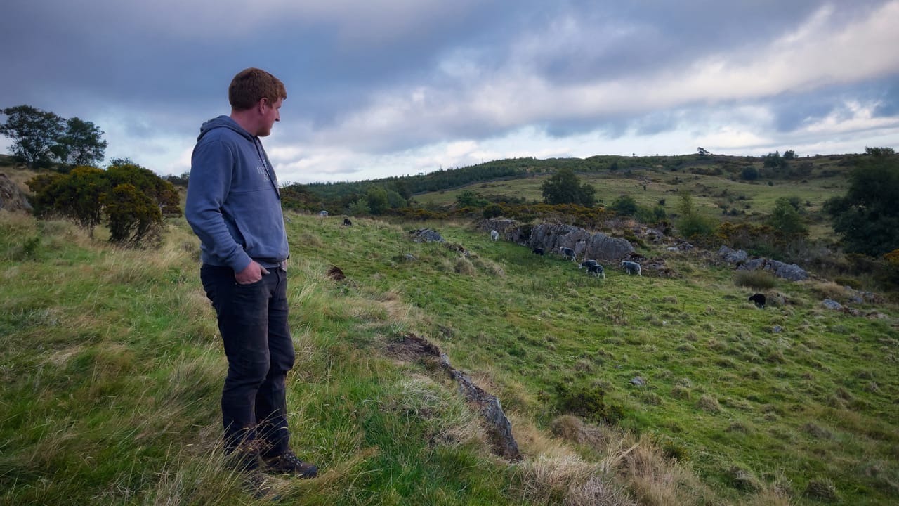 Young Farmer Archie atending to his flock of Herdwick sheep in the Lake District