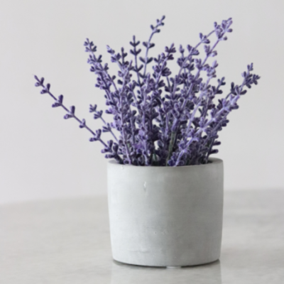 a lavender house plant