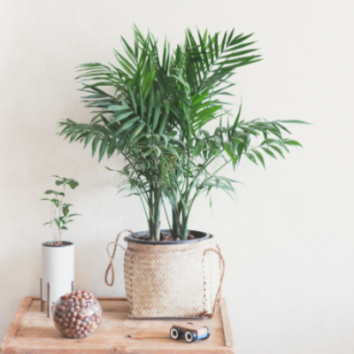 a green plant in a bedroom setting