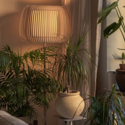 plants for a zen like bedroom