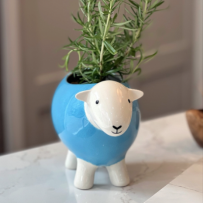 A blue herdy planter placed in a kitchen with rosemary